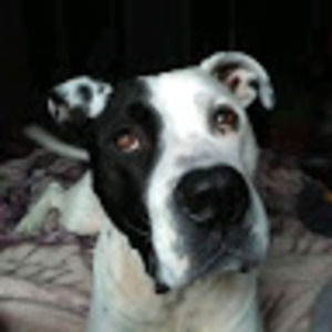 Meet your Posher, Jacqueline